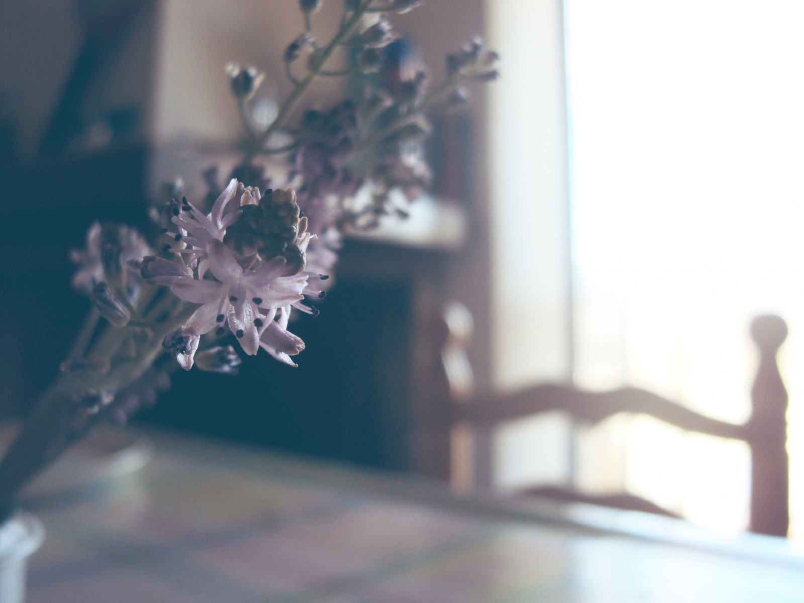 okno, nachový, stůl, větev, židle, sklenka, levandule, květ, krb, šeřík, světlo, květ, okvětní lístek, fiore, camino, větvička, počítač tapeta, finestra, Sedia, luca, Tavolo, stock photography