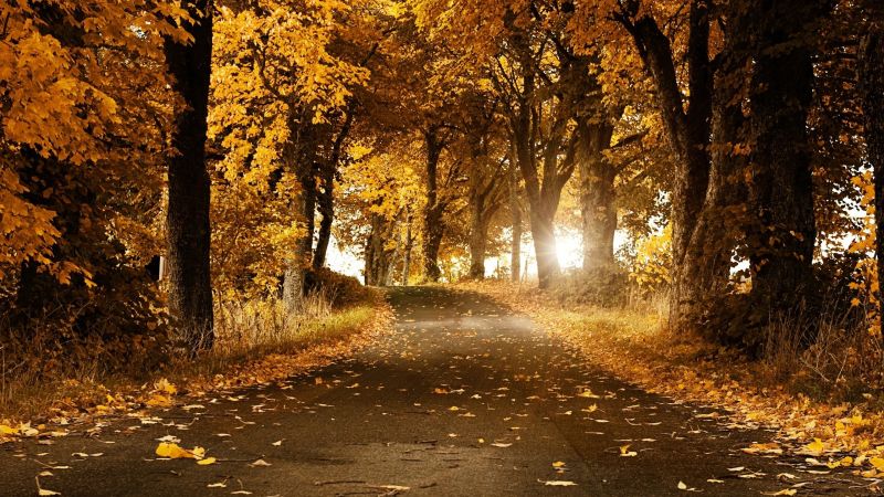 sunlight, forest, street, nature, branch, evening sunlight, forest, street, nature, branch, evening