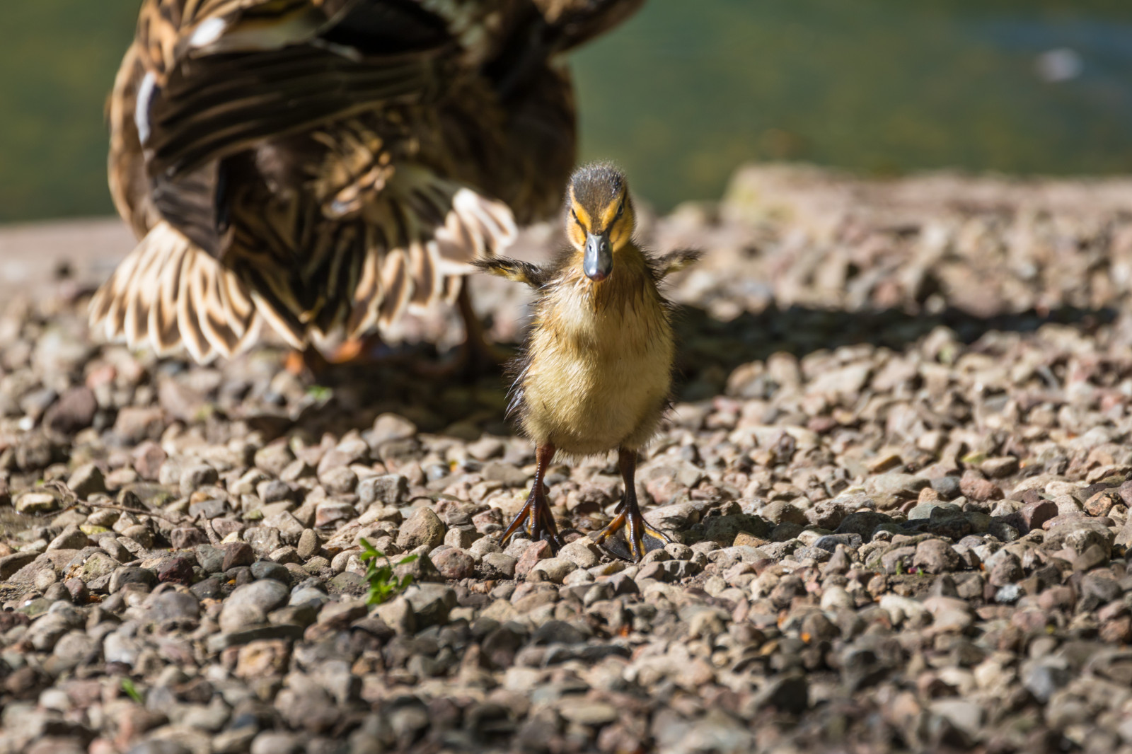 ธรรมชาติ, สัตว์ป่า, เป็ด, ปาก, กระจอก, Mallard, นก, stadsparken, Trelleborg, f เจล, exif model canoneos760d, ประเทศธรณีวิทยา, กล้องทำให้ Canon, geocity, กล้องรุ่น canoneos760d, geostate, ตำแหน่งทางภูมิศาสตร์, รูรับแสง 56, exif ทำให้ canon, exif isospeed 200, exif เลนส์ ef70300mmf456lisusm, exif focallength 300mm, เป็ด, andunge, สัตว์ป่า, นกน้ำ, นกที่เกาะอยู่, สัตว์มีกระดูกสันหลัง, นกน้ำ, ห่านห่านและห่าน