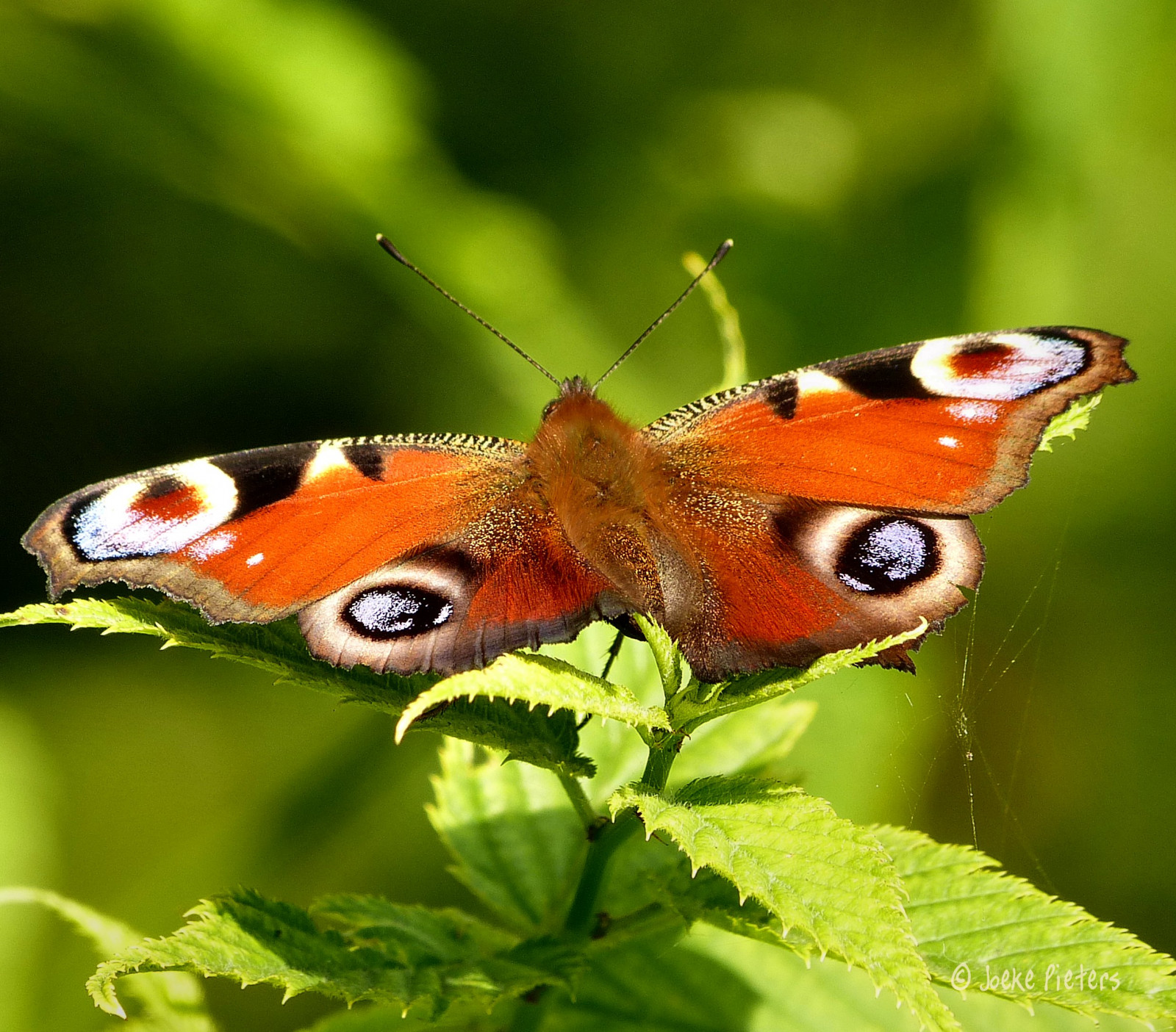 natur, påfugl, makro, sommerfugl, insekt, dyreliv, bokeh, mygearandme, spindelvæv, mygearandmepremium, mygearandmebronze, mygearandmesilver, NGC, thegalaxy, platinumheartaward, fauna, natureselegantshots, vlinder, dagpauwoog, NPC, photosandcalendar, flickrsportal, panoramafotografico, panasonicdmcfz150, tæt på, makrofotografering, hvirvelløse, leddyr, organisme, bestøver, møl og sommerfugle, lycaenid, børste footed sommerfugl, spinrag, floraanffaunaoftheworld, 1030045