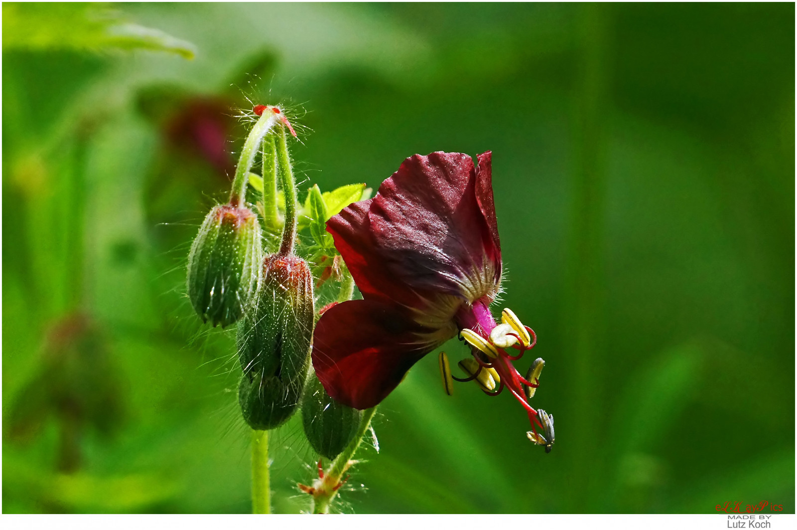 storchenschnabel, blume, blomst, geranium, Geraniaceae, Storchschnabelgew chse, Ungarn, Ungarn, MAGYARORSZAG, szentpeterur, nemesszer, elkaypics, lutzkoch, dogwalk, natur, natur, makro, makro, tæt på, Nahaufnahme, duskycranesbill, mourningwidow, sort enke, geraniumphaeum, Pflanze, plante, braunerstorchschnabel