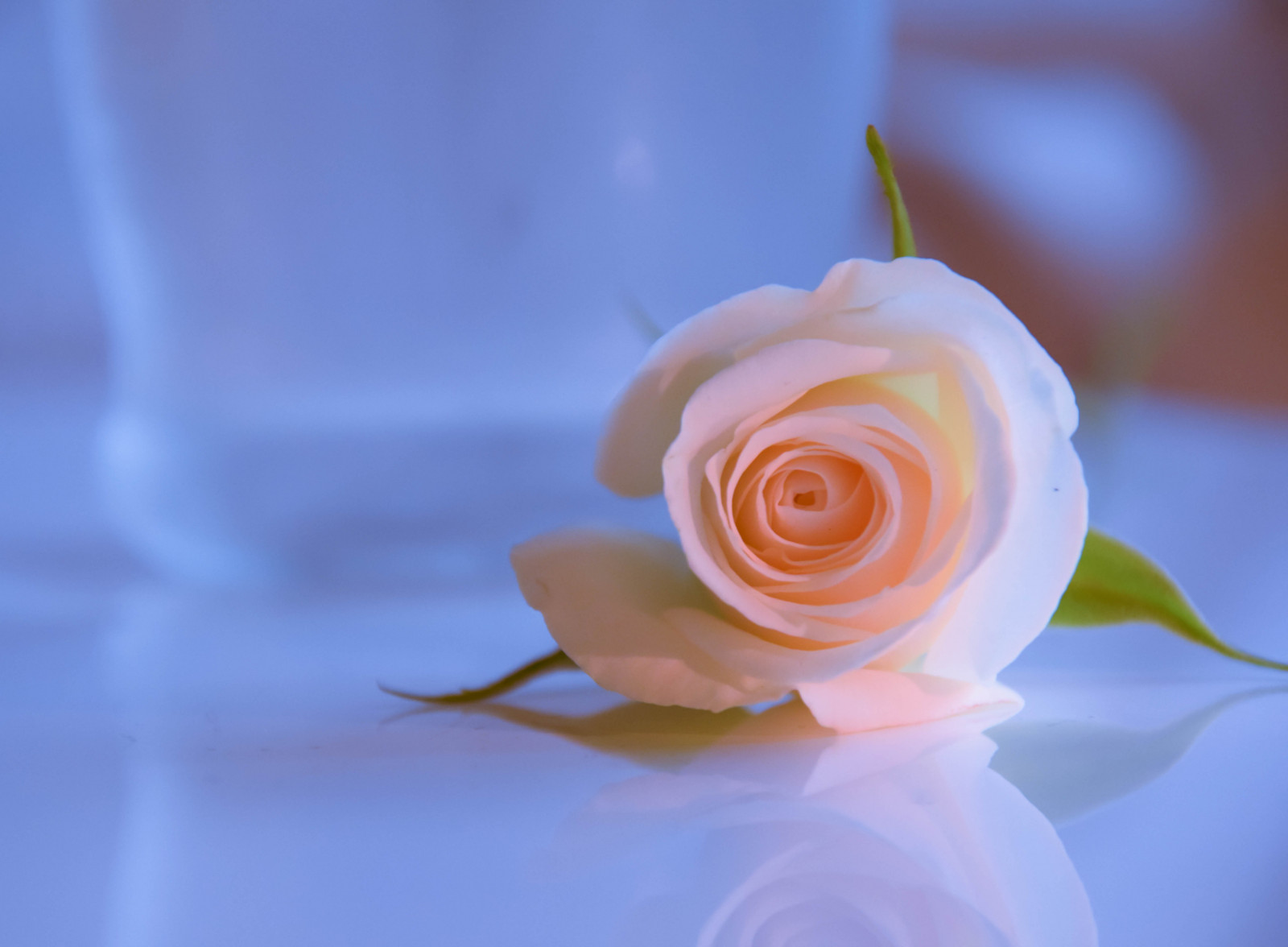 bílý, odraz, fotografování, žlutý, modrý, růže, květ, Ros, Sverige, květ, rostlina, flóra, sk nel n, se, spegling, Blomma, ljus, Malmo, blommor, okvětní lístek, počítač tapeta, suchozemská rostlina, kvetoucí rostlina, zblízka, makro fotografie, závod stonek, růže rodina