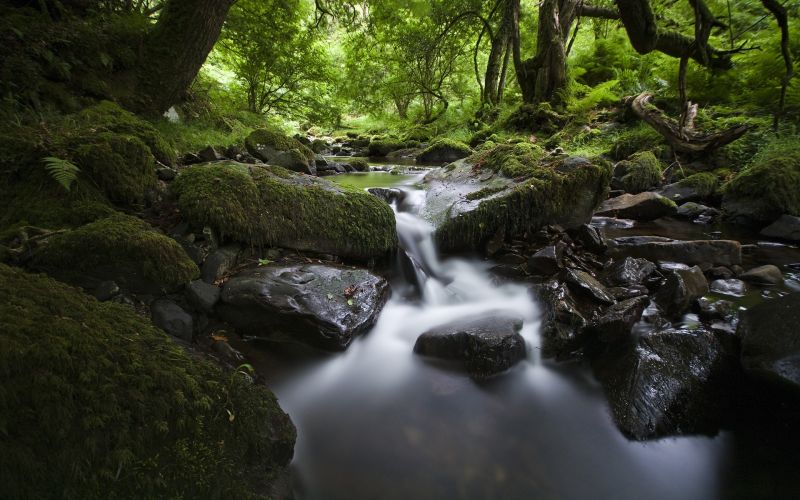 alberi, paesaggio, foresta, cascata, acqua, roccia alberi, paesaggio, foresta, cascata, acqua, roccia