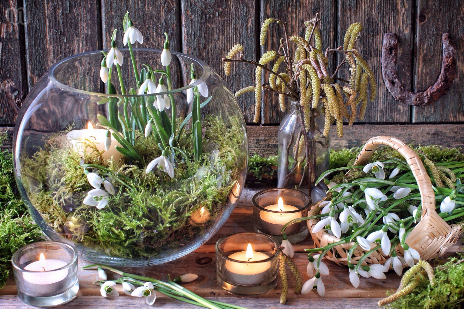 rostlina, floristika, květ, bylina, zahrada, aranžování květin, květinový vzor, tráva, zeleninový, květináč