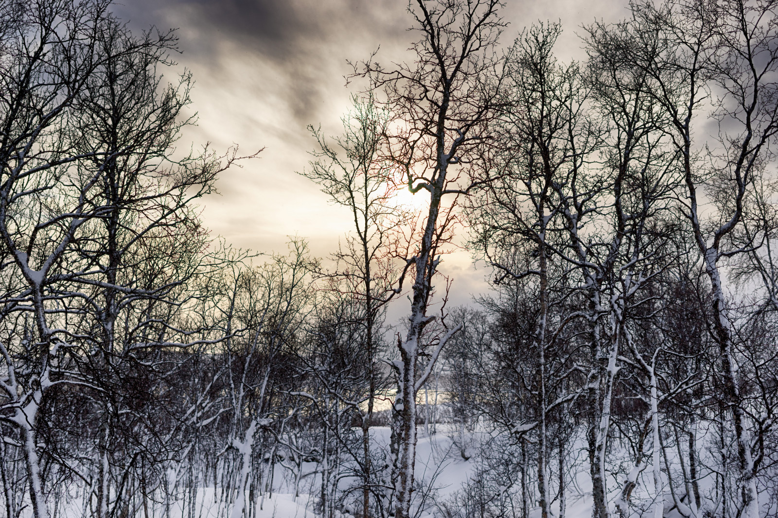slunečnímu záření, stromy, les, Příroda, odraz, nebe, sníh, zima, větev, Studený, Norsko, ráno, mlha, mráz, zmrazení, Troms, Lyže, strom, podzim, počasí, rostlina, sezóna, zálesí, místo výskytu, přírodní prostředí, atmosférický jev, dřevina