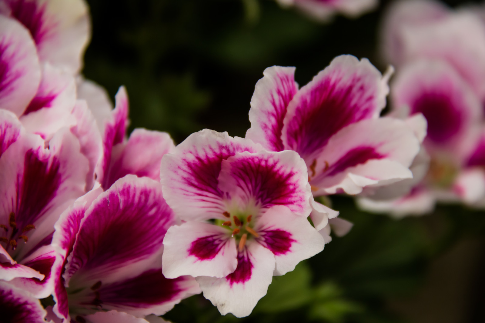 květ, růžový, květ, rostlina, oko, flóra, Blomma, okvětní lístek, Vellinge, vellingeblomman, botanika, suchozemská rostlina, kvetoucí rostlina, zblízka, makro fotografie, fialová rodina