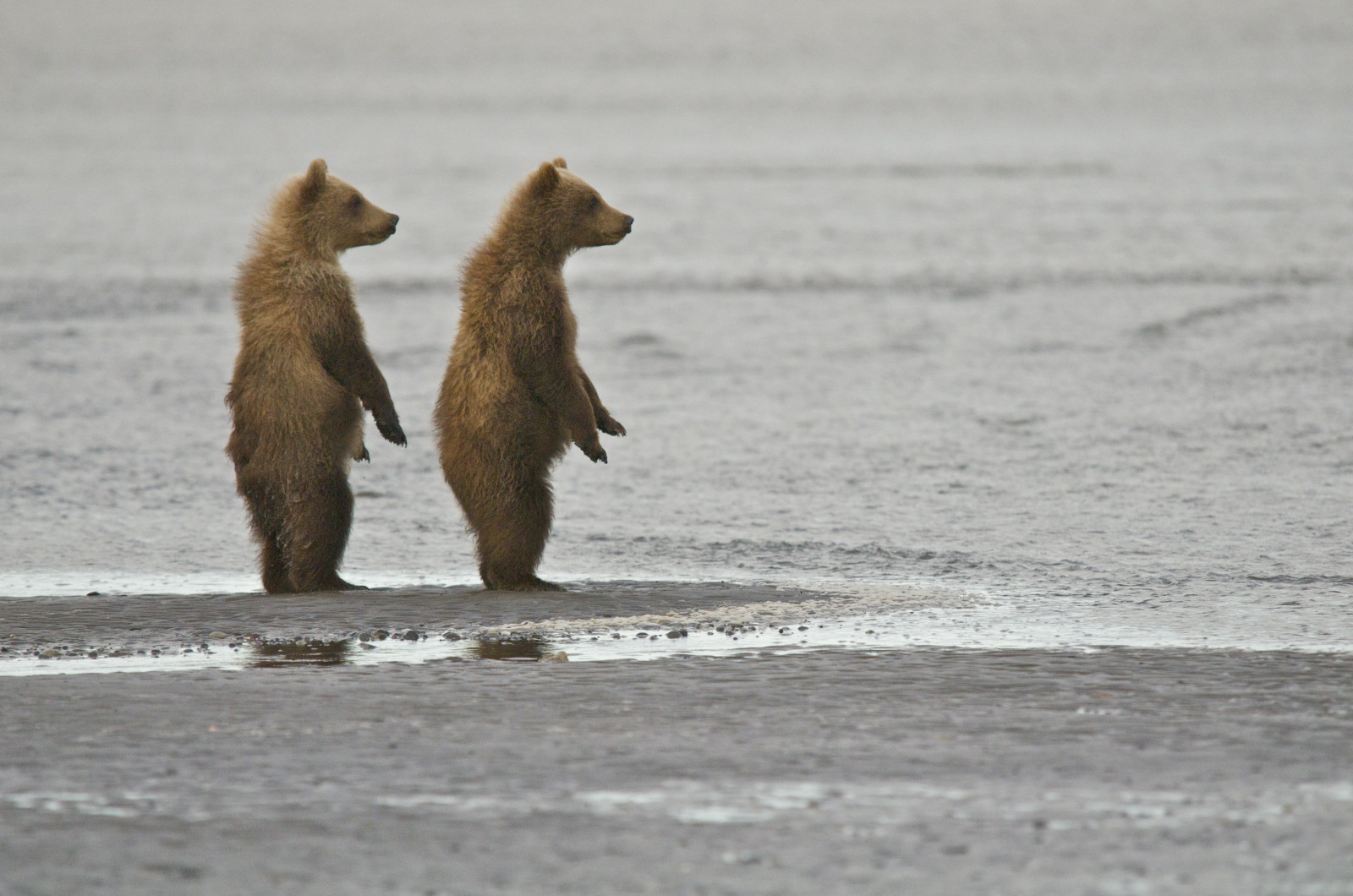 mammifero, orso, Orso grizzly, natura, fauna, orso bruno, carnivoran, orso polare