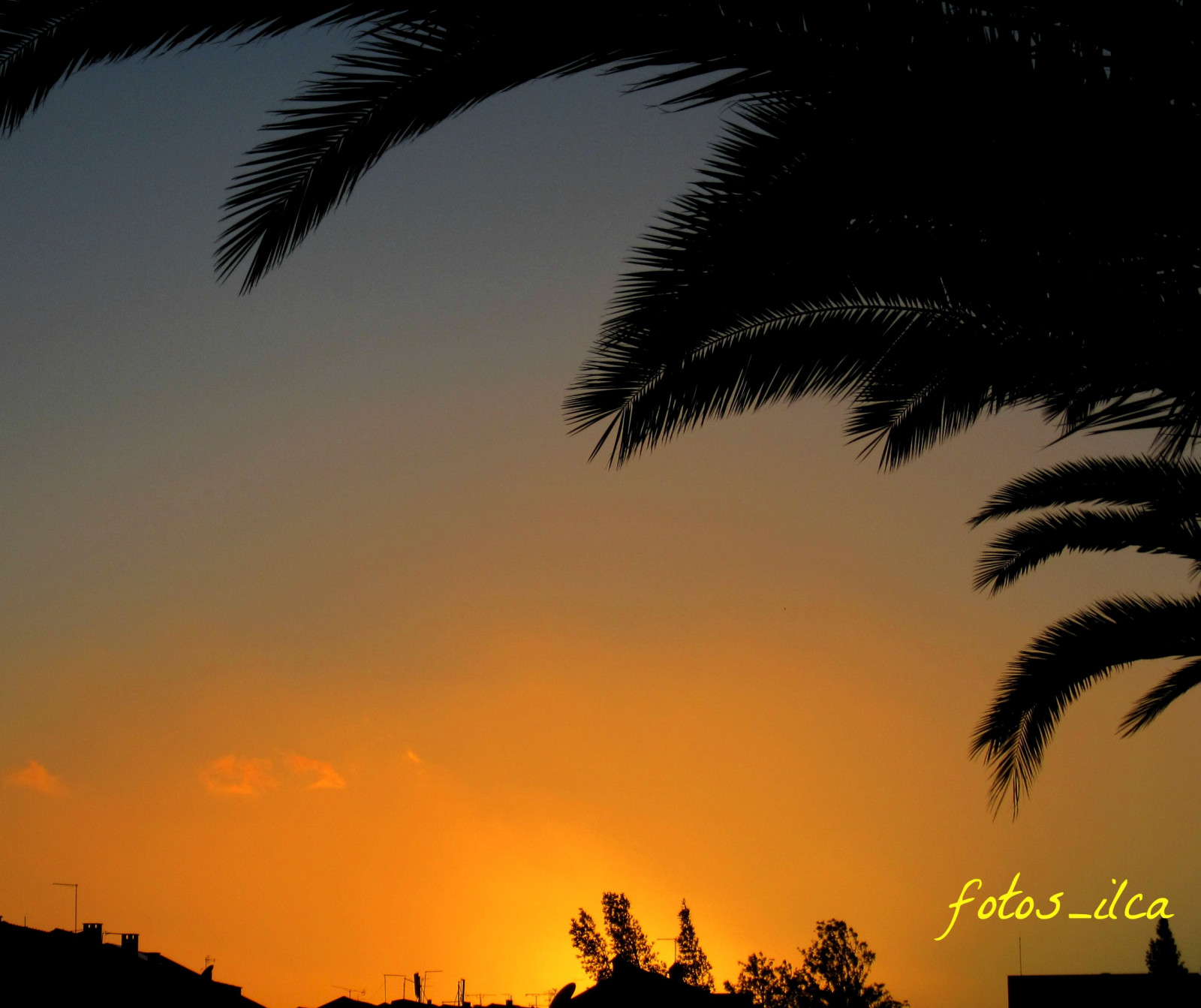 slunečnímu záření, západ slunce, nebe, silueta, svítání, večer, ráno, horizont, soumrak, 2015, Portugalsko, strom, svítání, rostlina, pordosol, dřevina, arecales, palm rodina, savana, baixadabanheira, fotosilca