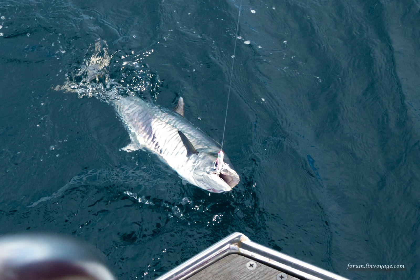 moře, žralok, Ryba, Pod vodou, indický, jachta, rybolov, Velký bílý žralok, biologie, barakuda, tuňák, oceán, andaman, phuketian, plachta, phuketphotographernet, forumlinvoyagecom, httpforumlinvoyagecom, obratlovců, mořská biologie, hlubinné ryby, Lamniformes, requiem žralok, žralok tygří, paryby, Lamnidae