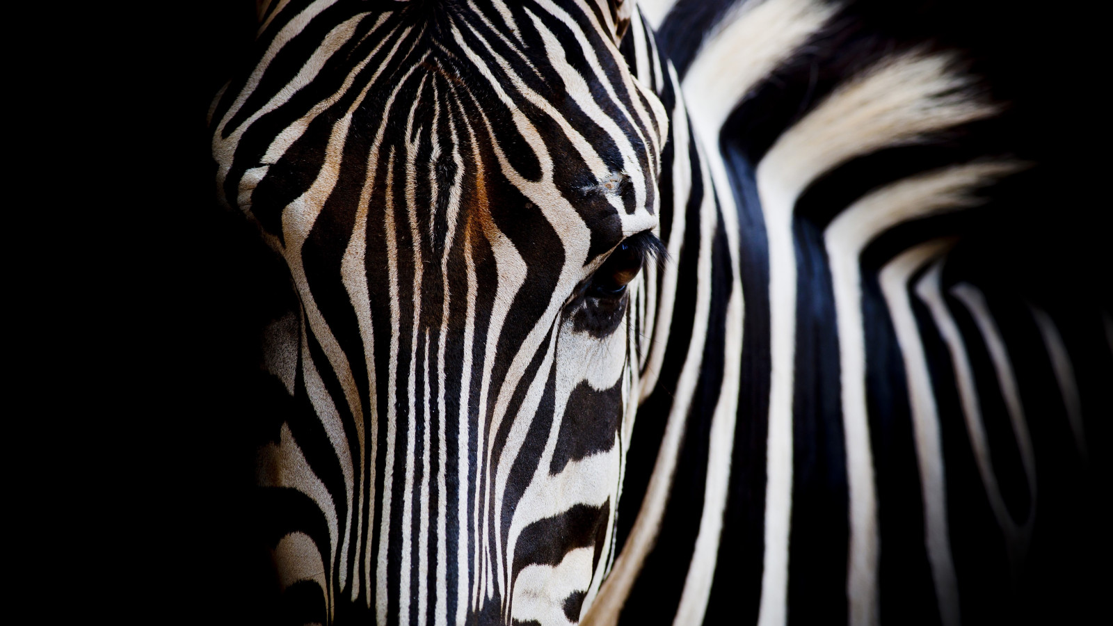 zebre, animale, întuneric, negru, alb