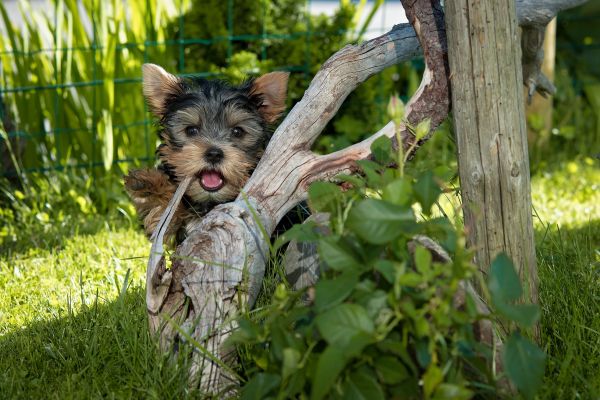 grass,Yorkshire Terrier,dog,tree