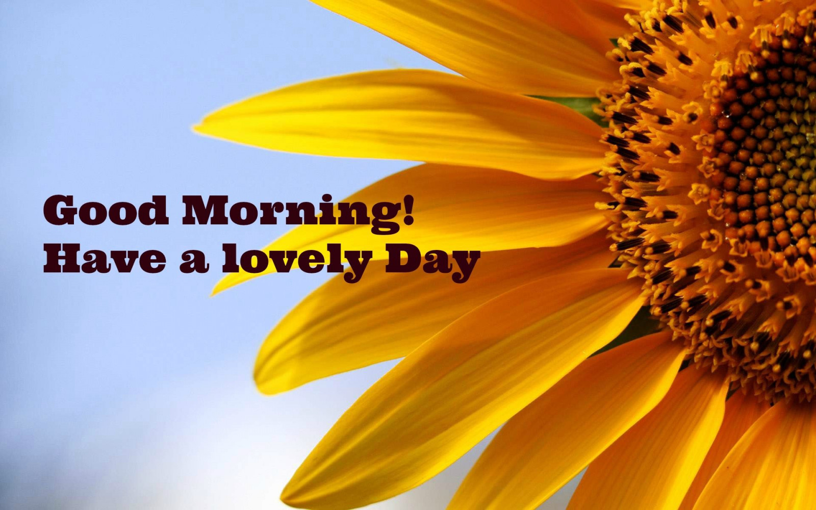 Wallpaper : 1920x1200 px good greetings mood morning motivational