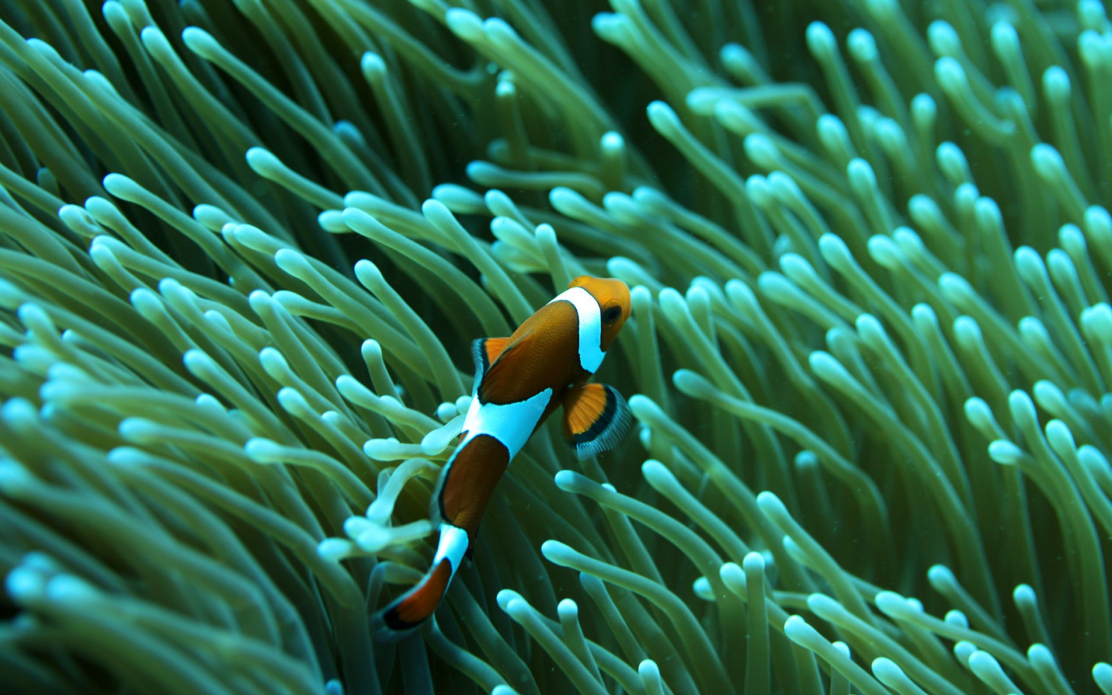 Ryba, zelená, Pod vodou, korál, korálový útes, Clownfish, sasanky, biologie, útes, 1920x1200 px, zblízka, makro fotografie, bezobratlý, mořská biologie, mořští bezobratlí, organismus, korálový útes fish, Pomacentridae, mořská sasanka, sasanka ryby, kamenitá korál