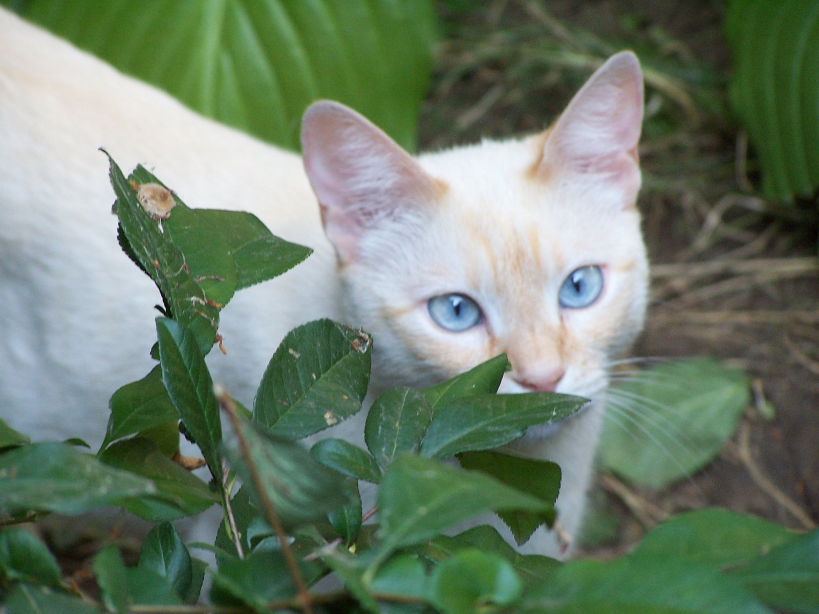 kočky, kočka, povídání, povídat si, koťata, Straycats, sladký, Pisici, pisica, catspotting, Pisoi, catmoments, Července2011, Kittieslove