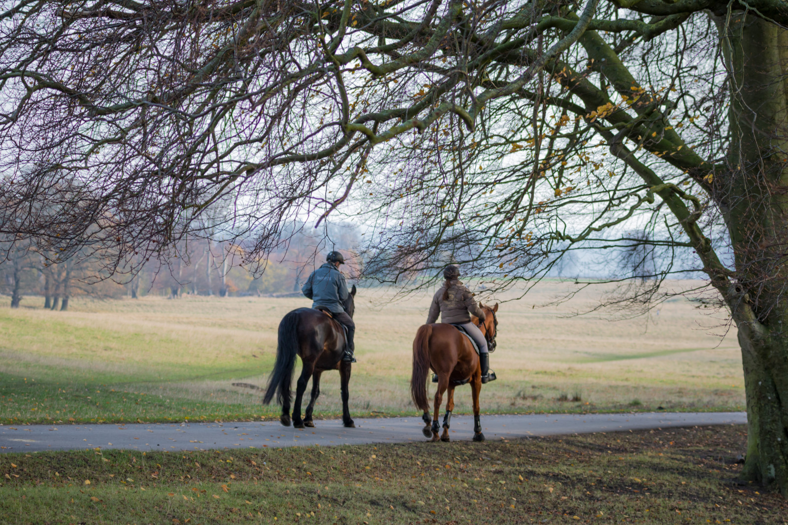 les, lidé, kůň, park, Dánsko, m nniska, h st, les, Danmark, Skog, pastvina, exif modelu canoneos760d, geocountry, Kamera aby kánon, geocity, Model fotoaparátu canoneos760d, geostate, geolocation, exif aby kánon, EXIF otvor 40, EXIF isospeed 125, exif focallength 70mm, EXIF ef70300mmf456lisusm čočka, Dyrehaven, j gersborg, j gersborgdyrehave, kobyla, ranč, venkov, Jezdectví, zvířecí sporty, kůň jako savci, stezka na koni, pack animal, všestrannost