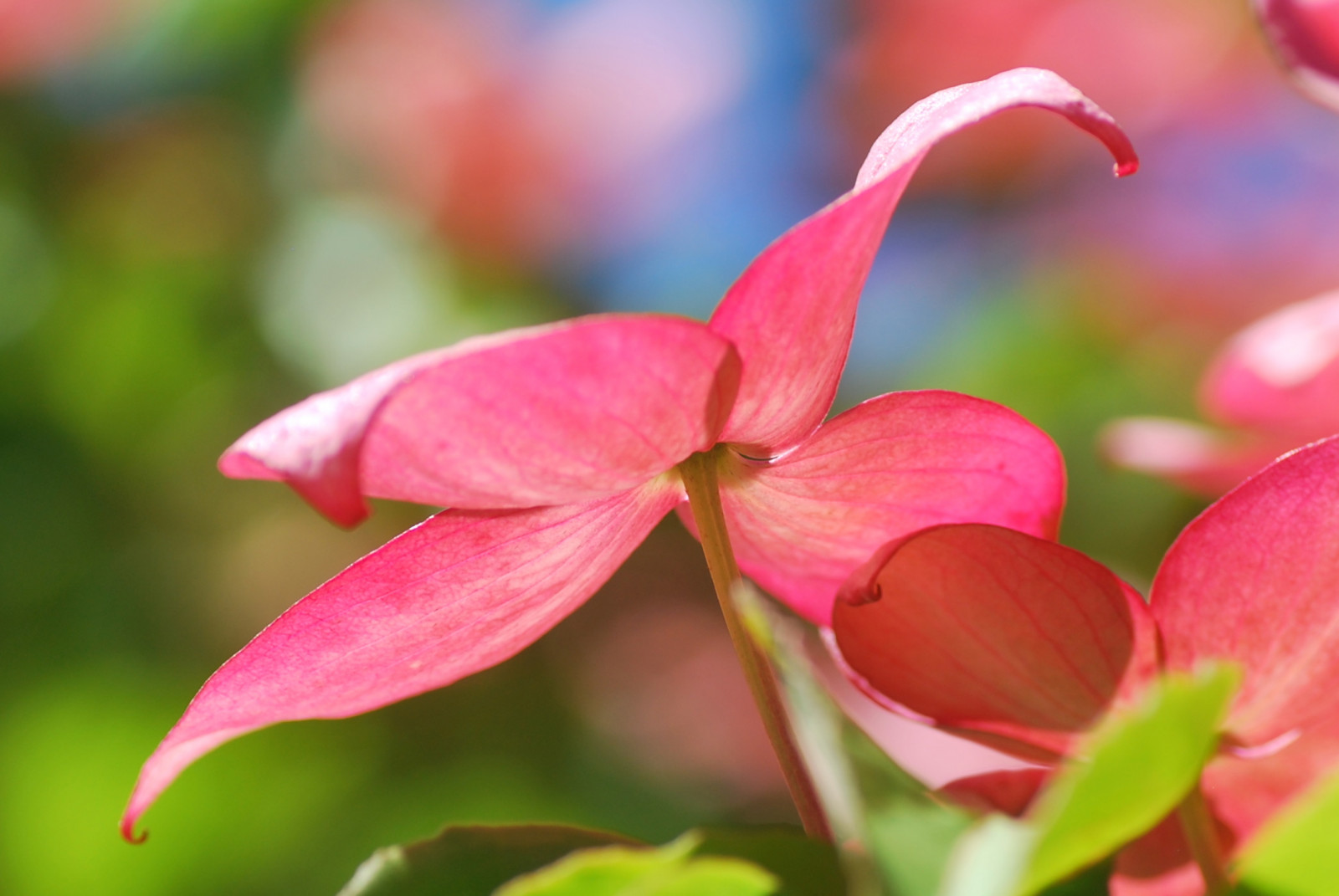 Příroda, makro, Nikon, květ, bokeh, růžový, jaro, Vancouver, Tamron, list, květ, rostlina, flóra, pupen, okvětní lístek, awesomeblossoms, nikond60, divoká rostlina, tamron90mm, počítač tapeta, zblízka, makro fotografie, závod stonek, vandusenbotanicalgarden, dřín