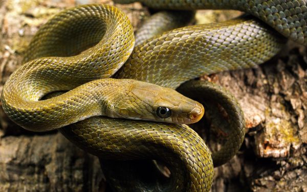 animals, nature, snake, wildlife, reptiles, serpent