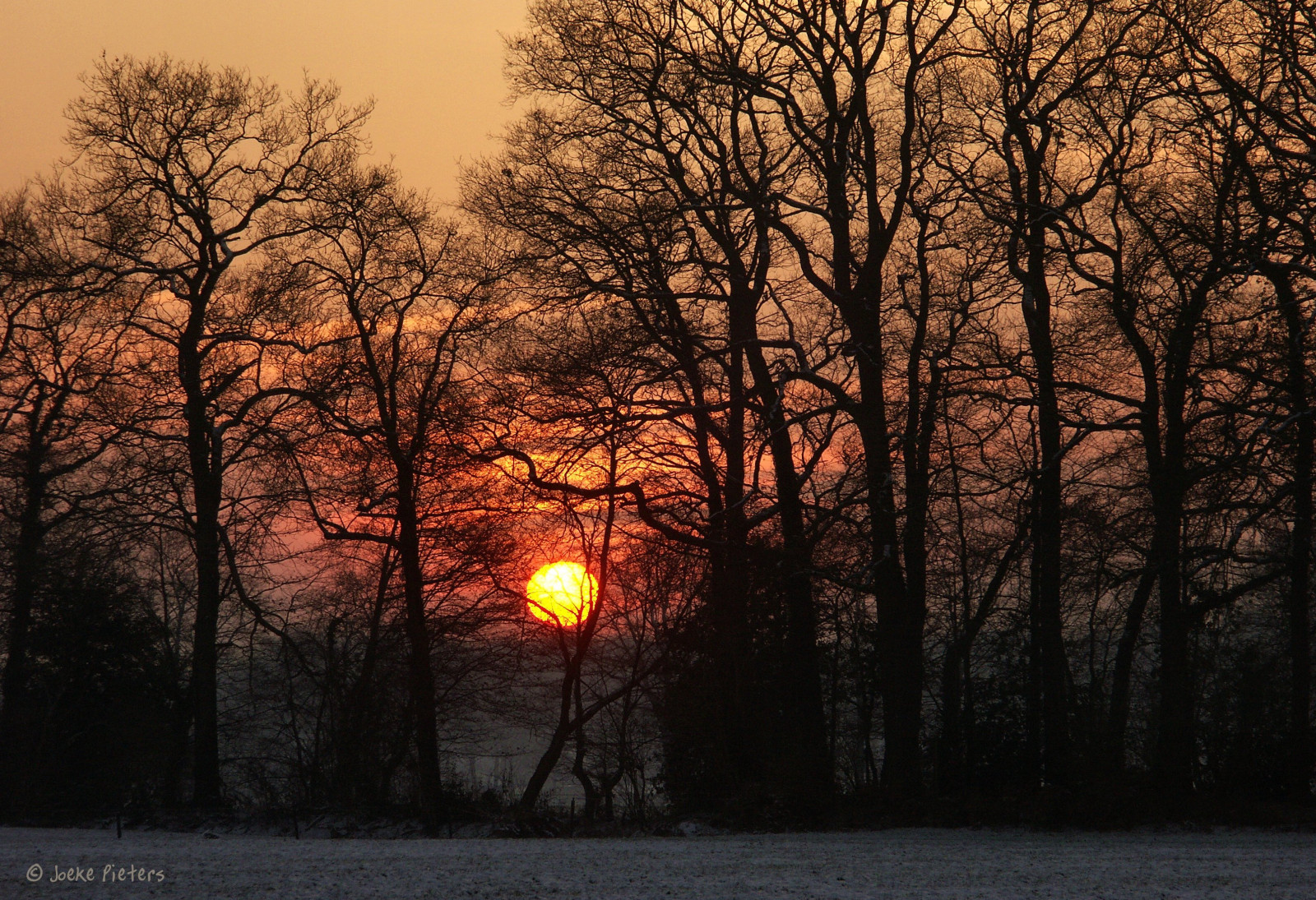 sollys, træer, landskab, Skov, solnedgang, natur, sne, vinter, afdeling, solopgang, aften, morgen, tåge, Sol, Holland, skumring, holland, træ, efterår, tåge, blad, vejr, daggry, plante, sæson, silhuetter, mørke, Bej, nederland, 1001nights, platinumheartaward, theunforgettablepictures, platinumpeaceaward, naturesgreenpeace, platinumphoto, flickrdiamond, atmosfærisk fænomen, vedplante, zonsondergand
