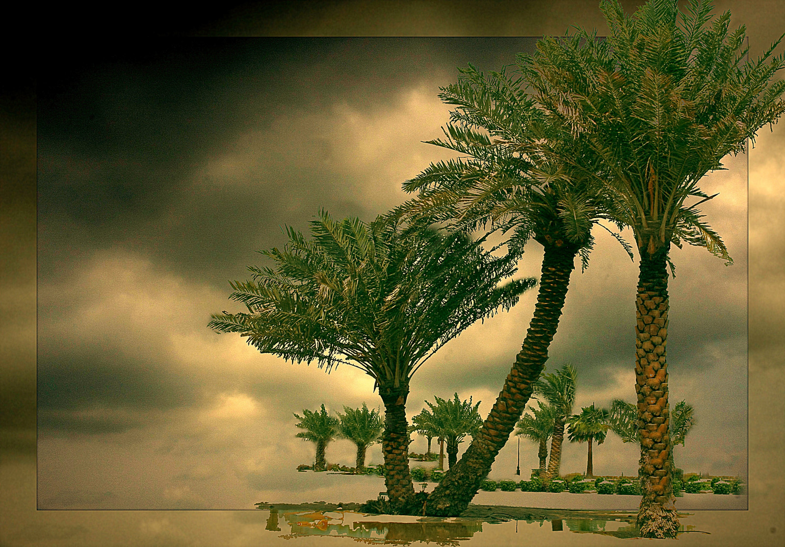 stromy, krajina, Asie, tráva, nebe, fotografování, větev, zelená, vítr, atmosféra, plakát, průzkumník, strom, flickr, prozkoumat, dlaň, východní, tanec, vegetace, daarklands, secretenchantedgardens, střední, Béžová, abigfave, Soe, theunforgettablepictures, mywinners, impressedbeauty, platinumphoto, diamondclassphotographer, blueribbonwinner, rubyphotographer, goldenheartaward, supershot, classique, valčík, kartpostal, searchthebest, tup2, počítač tapeta, fdsflickrtoys, Zájmu, Valse, Hudba