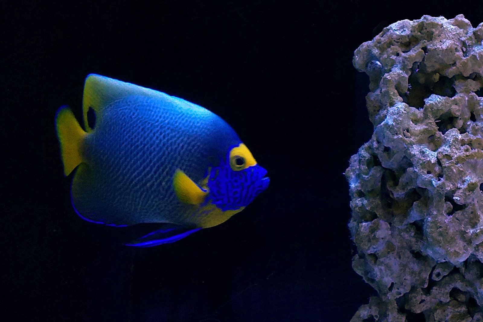 Ryba, ryby, modrý, Bluefaced, bluefacedangelfish, voda, útes, plavat, bít, plavec, Akvárium