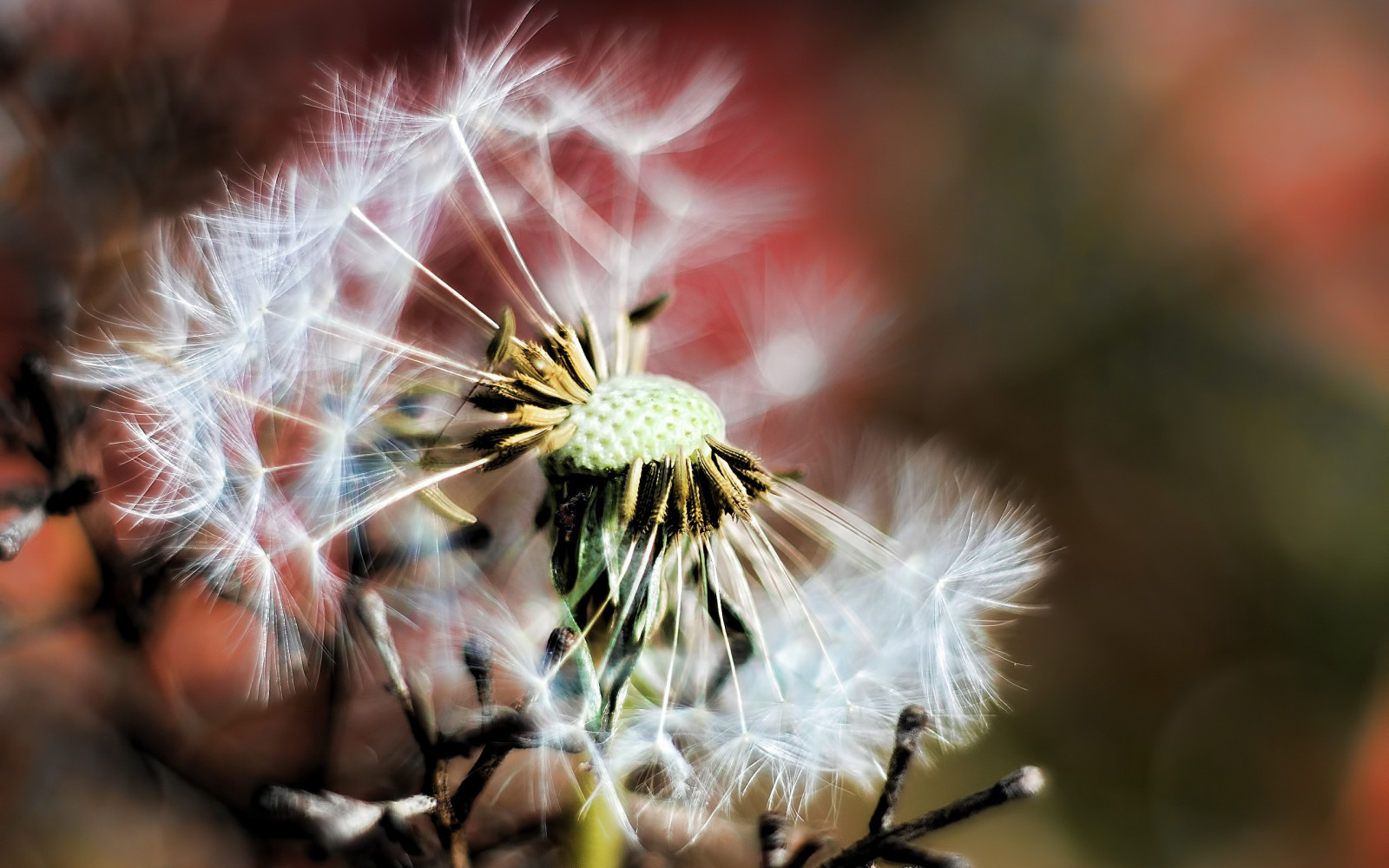 日光, フラワーズ, 自然, 草, 植物, 写真, マクロ, 花粉, 花, タンポポ, 春, 秋, 葉, 花, 工場, 眼, フローラ, 陸上植物, 開花植物, 閉じる, マクロ撮影, デイジーファミリー