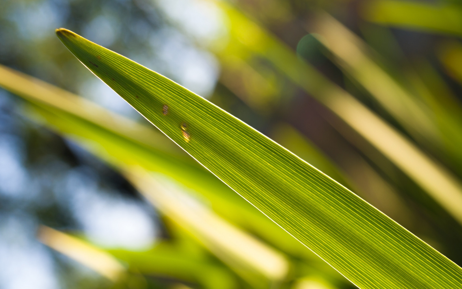 Wallpaper sunlight, depth of field, nature, plants, branch, green