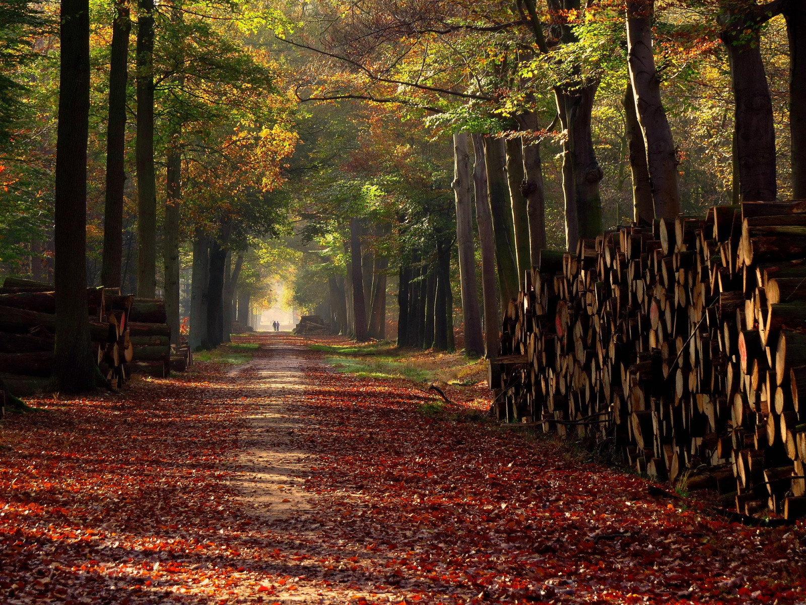 podzim, Příroda, licht, rez, wandelen, Herfst, Breda, bos, zonlicht, mensen, bladeren, mastbos