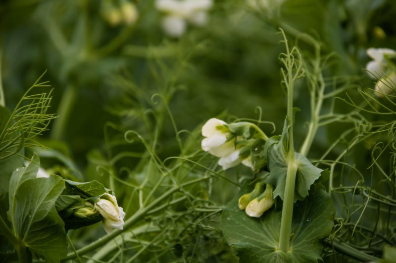 garden,nature,field,green,flower,plant
