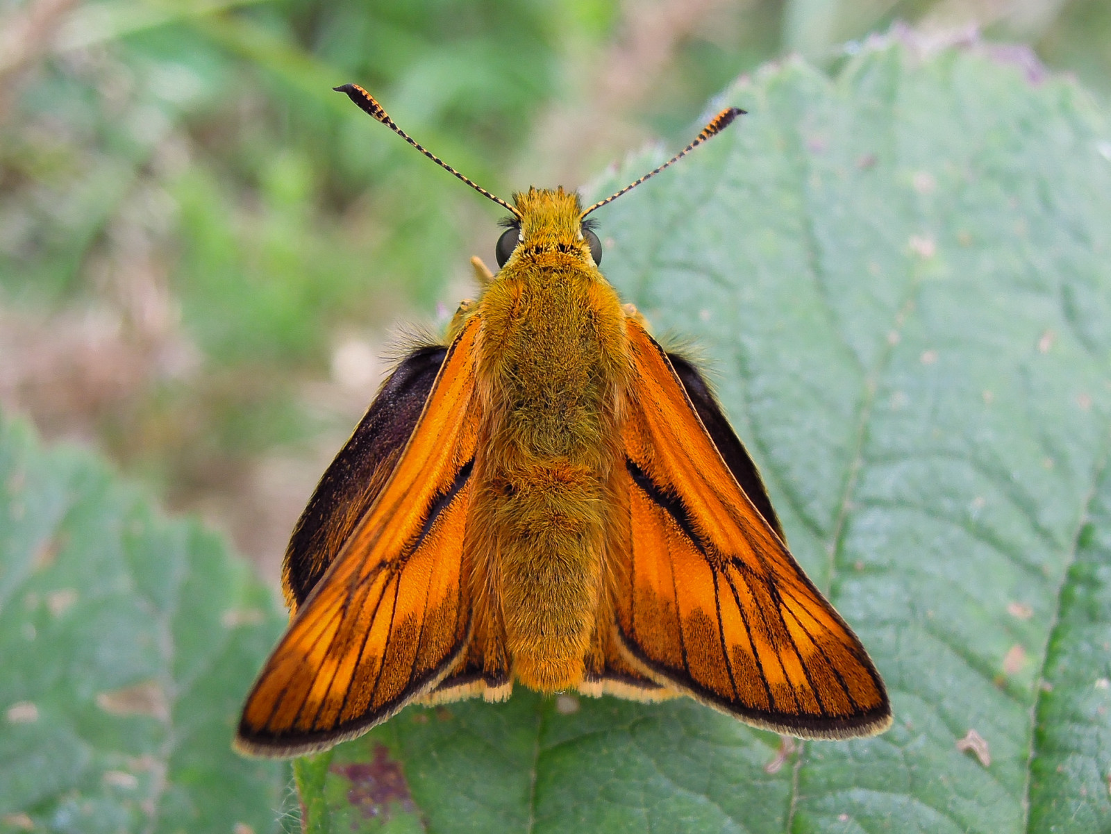 Příroda, motýl, hmyz, Volně žijících živočichů, letní, Nikon, britský, lepidoptera, mol, Kapitán, usměj se, flóra, červenec, fauna, letního, škůdce, coolpix, zblízka, makro fotografie, bezobratlý, stafordšírský, členovců, organismus, opylovači, můry a motýli, lycaenid, motýl monarcha, Pieridae, štětec footed motýl, Hesperiidae, bourcovití, Cannockchase, P300, Helenholt, Motýly a mořidla, Locationpenkridgebankbrindleyheath, Happysnaps