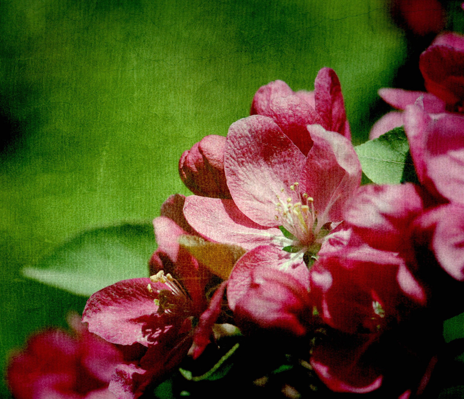 Blume, Rosa, Flora, blühen, Blütenblatt, Pflanze, Frühling, Makrofotografie, Pflanzenstamm, Strauch