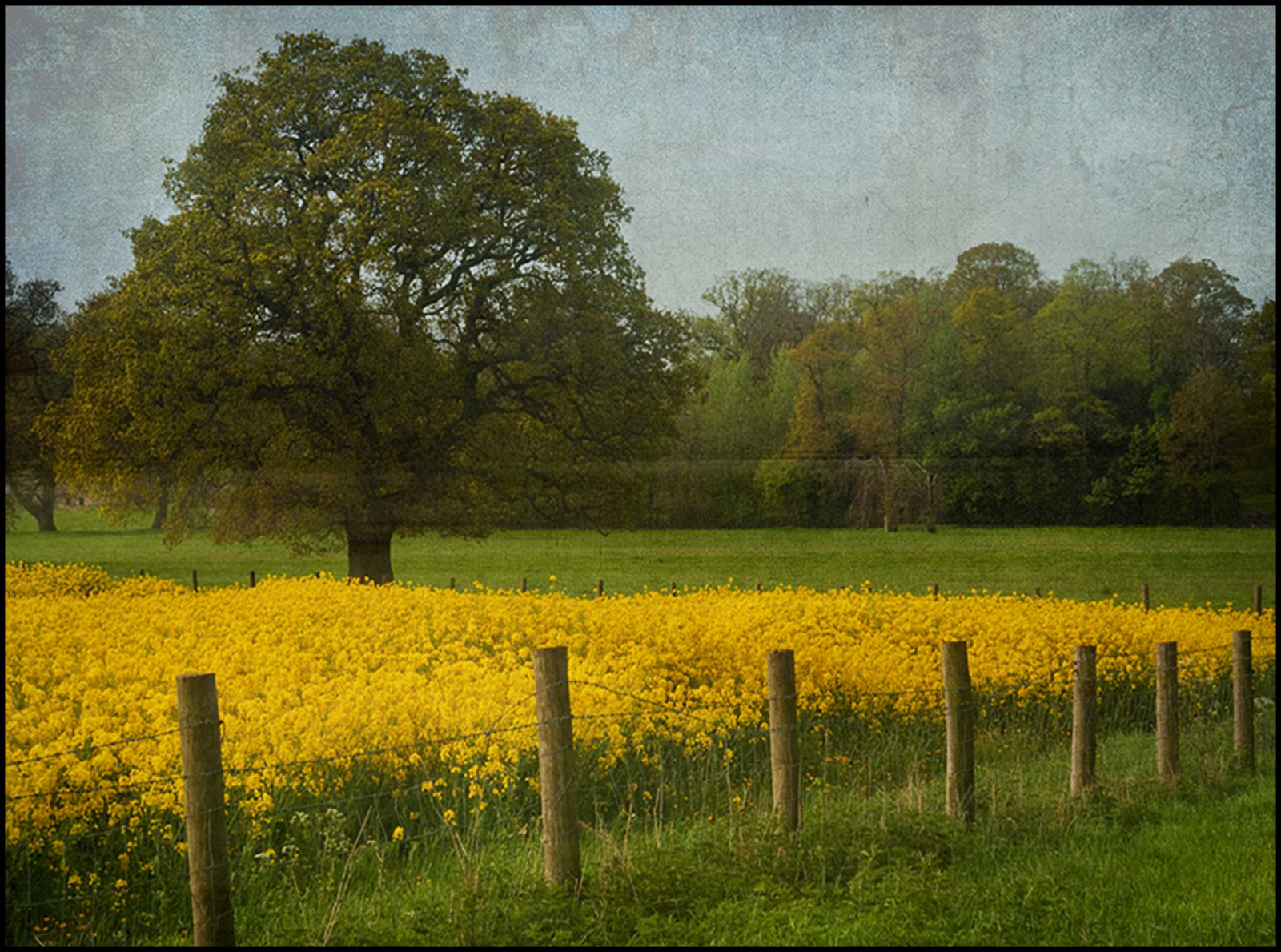 slunečnímu záření, krajina, Photoshop, Příroda, tráva, nebe, pole, žlutý, ráno, hospodařit, Kánon, textura, plot, drmolit, jaro, ateliéry, Wales, řepkového, mrak, strom, list, flickr, květ, lučina, rostlina, mygearandme, vrstvy, pastvina, pole, řepka, vrstva, zemědělství, louka, plantáž, sigma, prostý, obraz, mygearandmepremium, mygearandmebronze, mygearandmesilver, mygearandmegold, eos, nebe, 450D, divoká rostlina, prérie, oříznutí, Cymru, venkov, dřevina, tráva rodina, brassica, hořčice závod, brassica rapa, hořčice a zelí rodina, 1770mm, Cathair, Chepstow