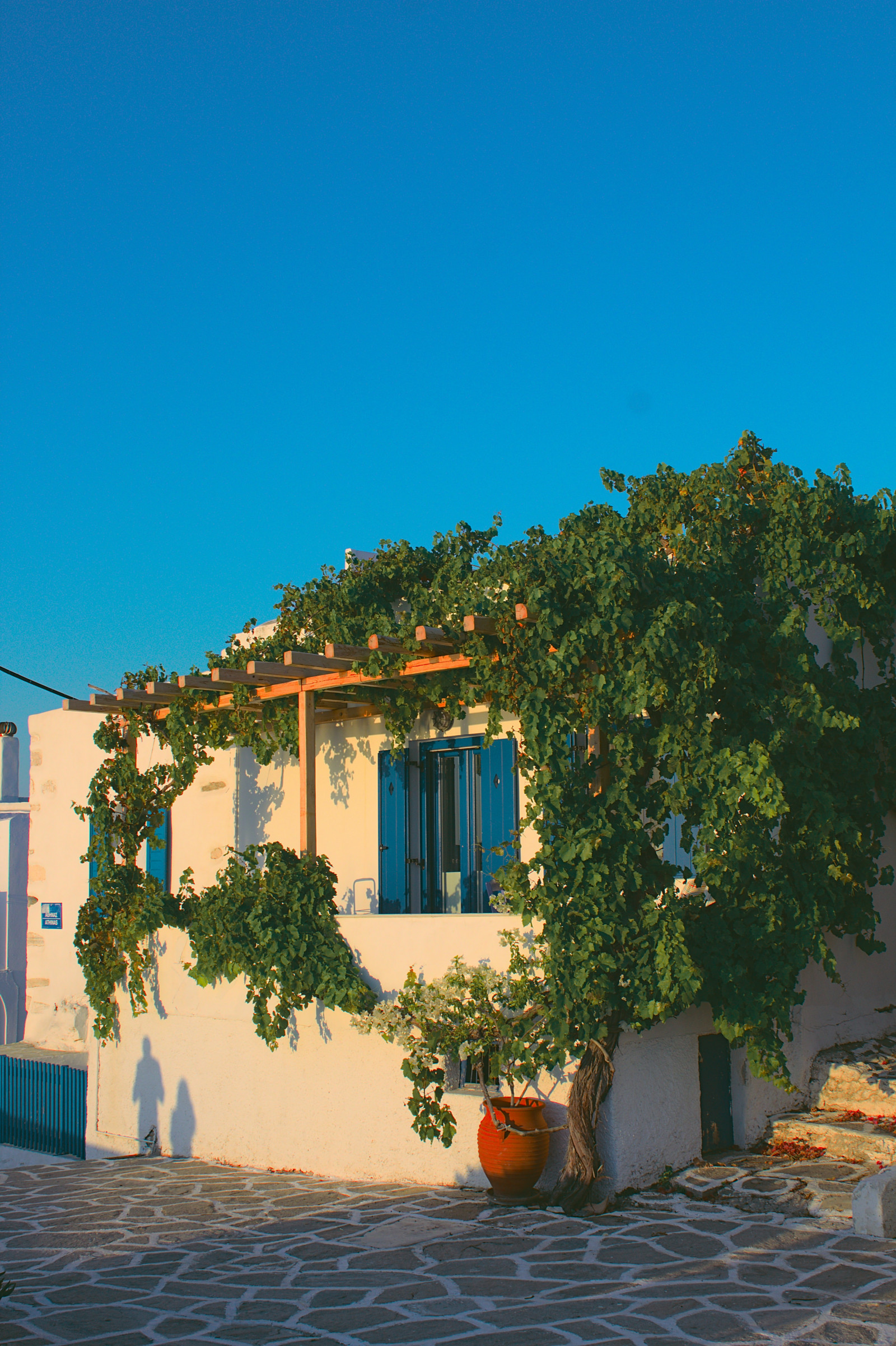 bygning, planter, morgen, fotograf, fotografering