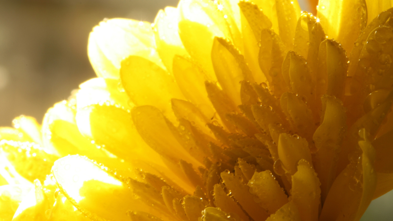 Wallpaper sunlight, nature, yellow, petals, leaf, flower, sunflower