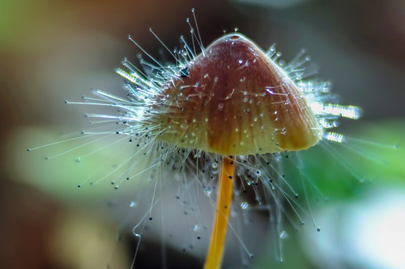 höst,makro,Nikon,svampar,D800,naturethroughthelens