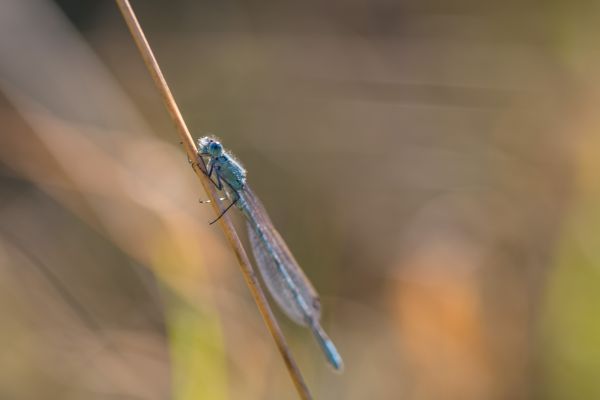 photography,macro,insect,green,dragonfly,makro