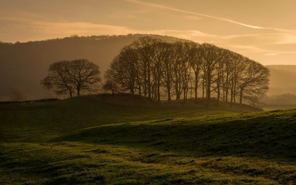 sunlight, trees, landscape, sunset, hill, forest