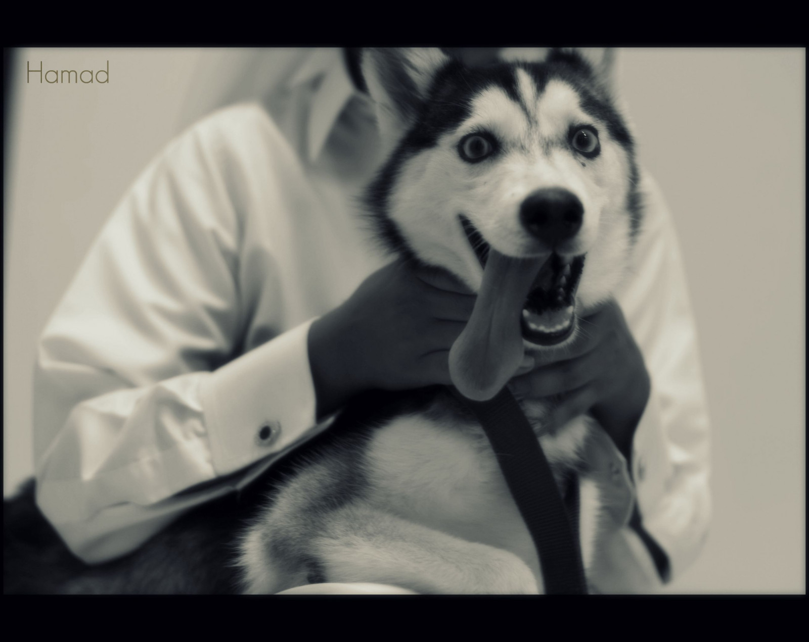 Wallpaper Canon, wolf, fur, whiskers, Siberian Husky, Qatar, Doha