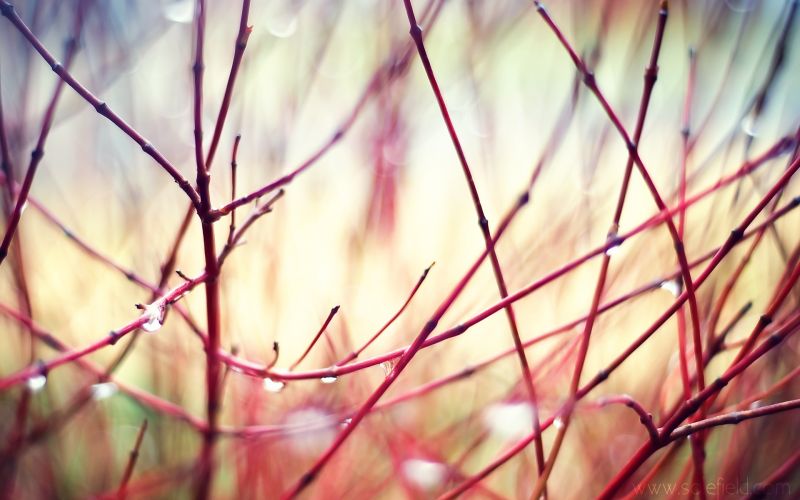 sunlight, nature, red, reflection, depth of field, grass sunlight, nature, red, reflection, depth of field, grass