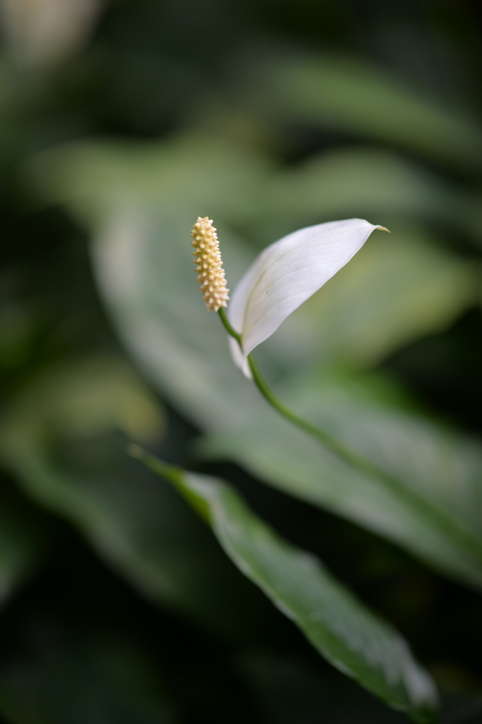 Giappone, luce del sole, natura, erba, parco, fotografia, ramo, verde, Nikon, fiorire, Tokyo, Jp, NIKKOR, foglia, fiore, pianta, flora, germoglio, petalo, shinjukgyoen, Shinjuku, afs105mmf14eed, afsnikkor105mmf14eed, df, Fiore di campo, botanica, impianto di terra, pianta fiorita, avvicinamento, fotografia macro, staminali vegetali
