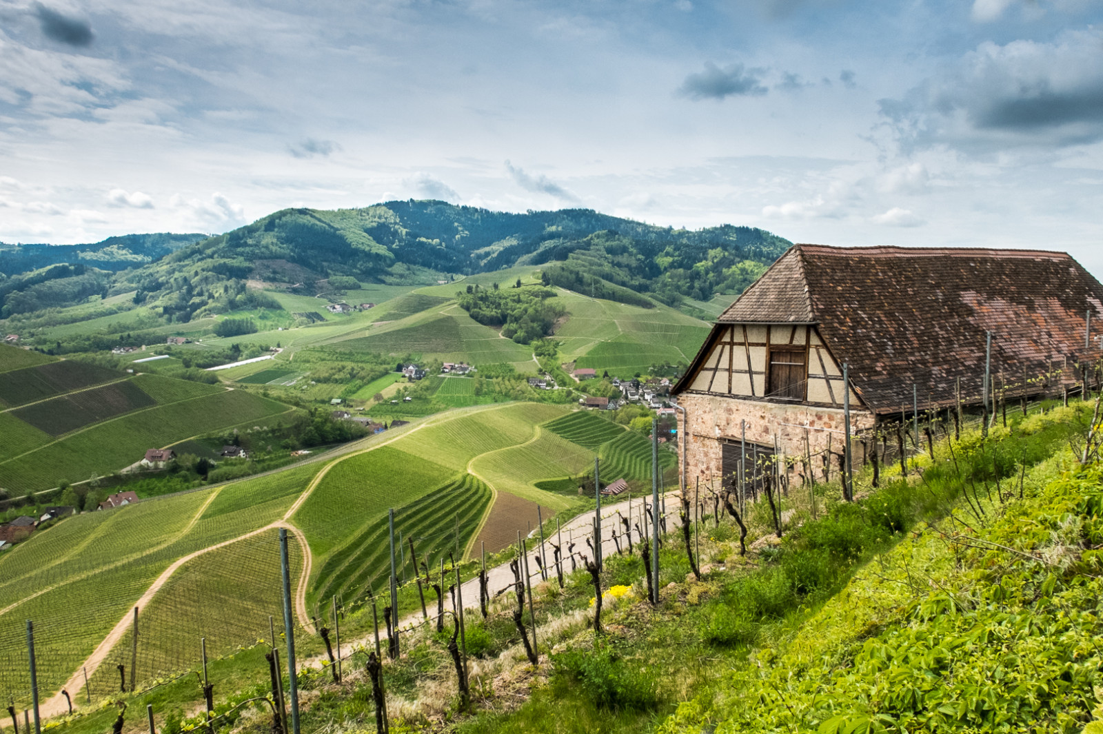 Německo, krajina, deutschland, vinice, vin, Ulrich, baden, Německo, landskab, vintur, Durbach, schlossstaufenberg, Jakobsson, vinmark