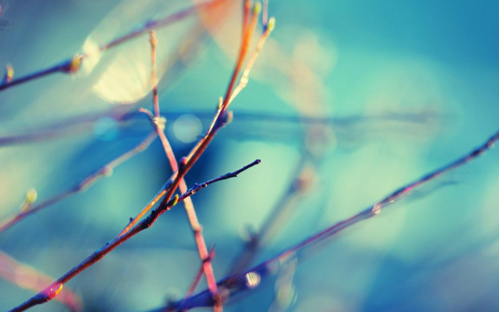 slunečnímu záření, voda, odraz, nebe, fotografování, detailní, větev, zelená, modrý, kruh, rosa, světlo, barva, list, květ, pokles, čára, okvětní lístek, větvička, počítač tapeta, Atmosféra Země, zblízka, makro fotografie, závod stonek, vlhkost