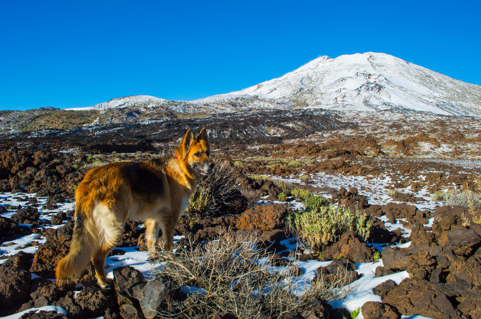 cestovat, světlo, dovolená, nebe, espana, naturaleza, hora, flores, květ, luz, Příroda, sport, azul, jiskří, trekking, krajina, fotografování, sopka, láva, krajiny, národní park, Španělsko, skály, Nieve, klid, modrá obloha, paisaje, Canarias, zdůrazňuje, kráter, mraky, Tenerife, vegetace, puestadesol, vrcholy, fotografia, Německý ovčák, Montana, calma, Kanárské ostrovy, senderismo, vacaciones, výbuch, Roca, Botanica, Rocas, reflejos, snowylandscape, islascanarias, volcan, Colada, vegetacion, parquenacional, Elteide, cieloazul, naturalpark, Ca adasdelteide, Ilescanaries, Paisajenevado, Chinyero, Erupcion, Lasca adas delteide, Picoviejo, Tranquildad, Lavasnegras, yourbestoftoday, Parquenacionaldeelteide, Monta achahorra