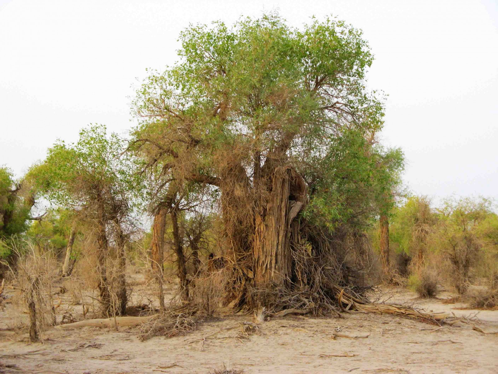 stromy, krajina, Příroda, rostliny, strom, rostlina, půda, přírodní prostředí, vyrobit, suchozemská rostlina, kvetoucí rostlina, dřevina, ekosystém, kufr, savana, 2816x2112 px
