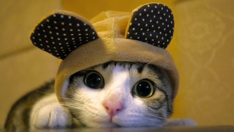 katt, nese, kinnskjegg, øye, kattunge, pattedyr katt, nese, kinnskjegg, øye, kattunge, pattedyr