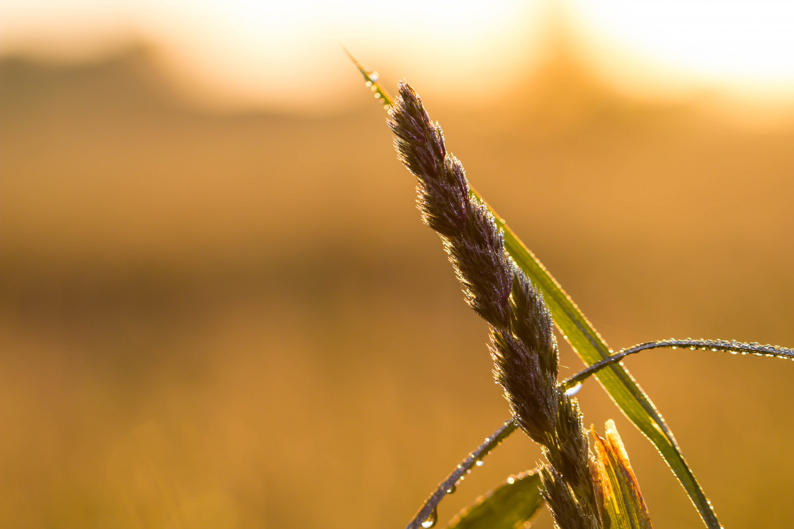 luce del sole, natura, erba, campo, fotografia, ramo, Alba, insetto, verde, mattina, rugiada, leggero, foglia, fiore, alba, ljus, soluppg ng, gr s, Gryning, Marca fotocamera Canon, geolocalizzazione, exif fare canon, exif ISOSPEED 100, exif focalLength 100 millimetri, ef100mmf28lmacroisusm lente exif, apertura exif 35, modello di fotocamera canoneos100d, modello canoneos100d exif, avvicinamento, fotografia macro, famiglia di erba, staminali vegetali, invertebrato, umidità