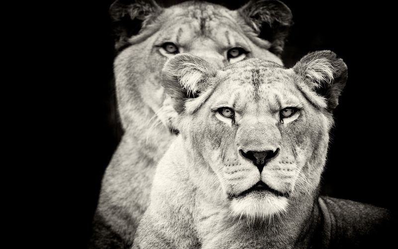 Animales,Gatos,Ojos,1920x1200 px,negro,cara