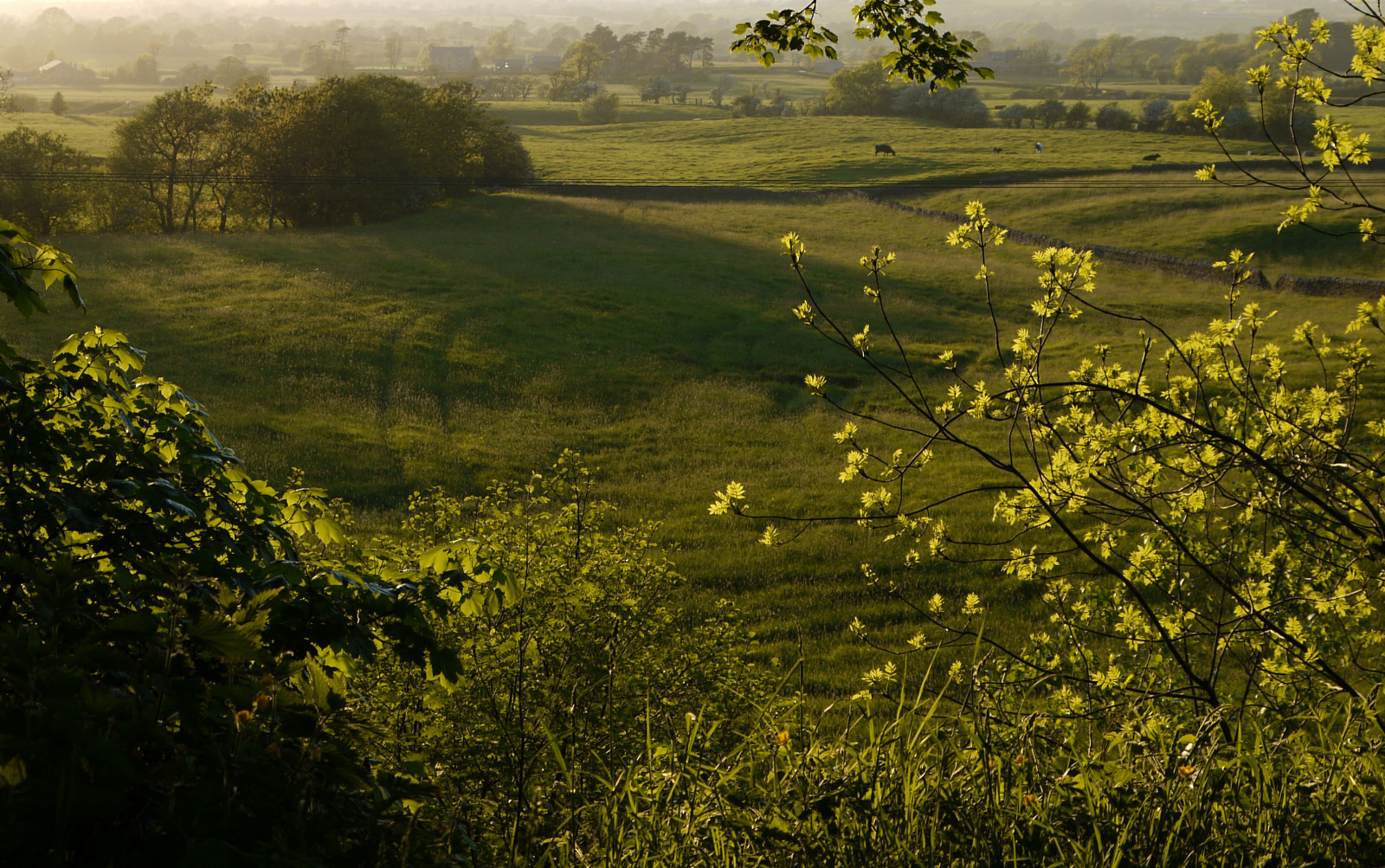slunečnímu záření, stromy, krajina, les, citát, kopec, Příroda, odraz, tráva, pole, zelená, ráno, mlha, hospodařit, strom, podzim, list, hora, květ, lučina, prozkoumat, rostlina, sezóna, krávy, flóra, venkov, pole, eveninglight, zemědělství, louka, zálesí, smět, Lancashire, venkov, místo výskytu, přírodní prostředí, atmosférický jev, dřevina, Longridge, ribblevalley, johnsmithspark, lancashirelassphotos, suebristo