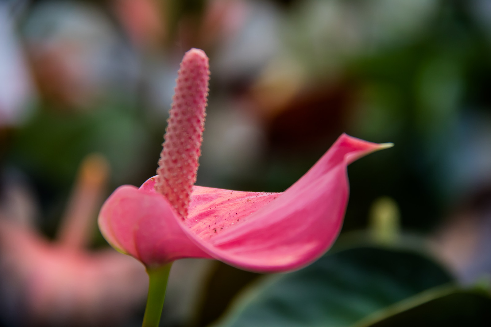 rød, fotografering, blomst, lyserød, blomst, plante, flora, knop, blomma, kronblad, Vellinge, vellingeblomman, botanik, jord plante, blomstrende plante, tæt på, makrofotografering, stængelplante