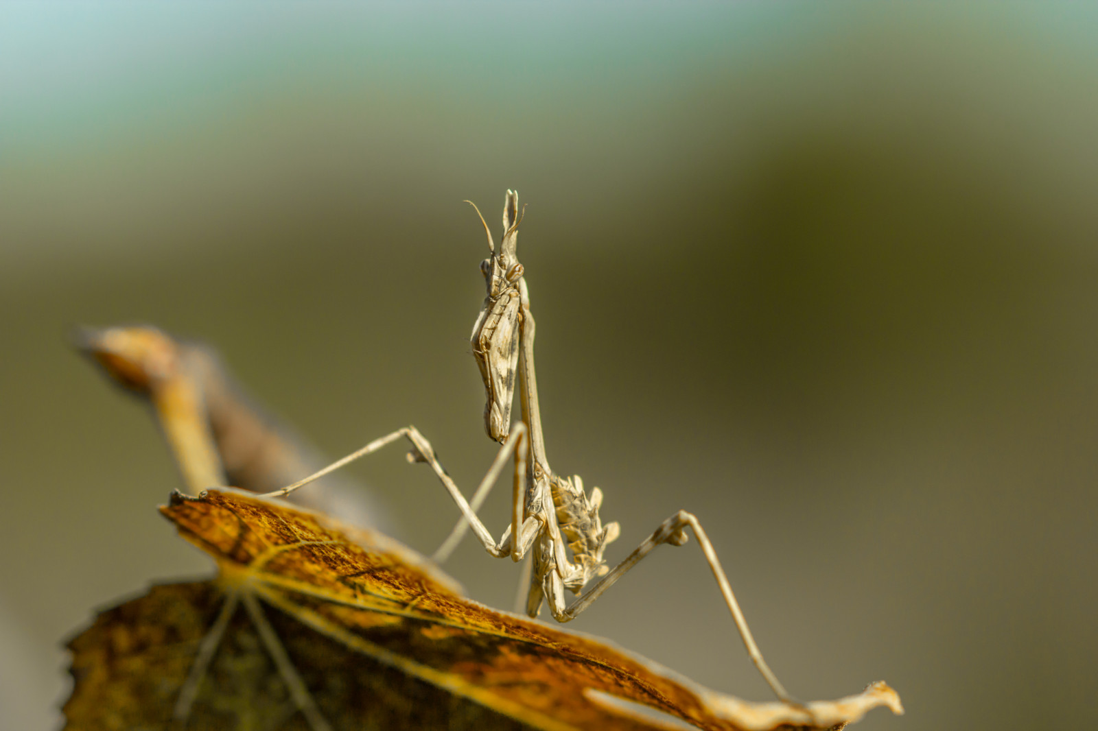 natur, fotografering, makro, afdeling, mantis, insekt, blad, fauna, Diablotin, empuse, tæt på, makrofotografering, stængelplante, hvirvelløse, leddyr