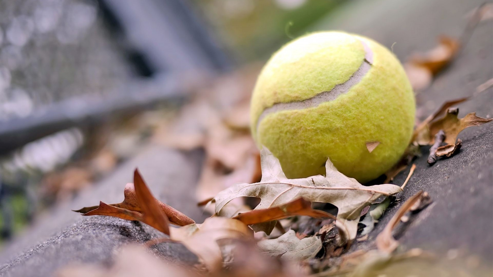 Wallpaper leaves, nature, branch, fruit, green, tennis balls, tree
